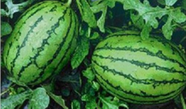 吃瓜911爆料网,独家爆料，娱乐圈幕后真相大曝光